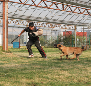 工作犬实战训练课目