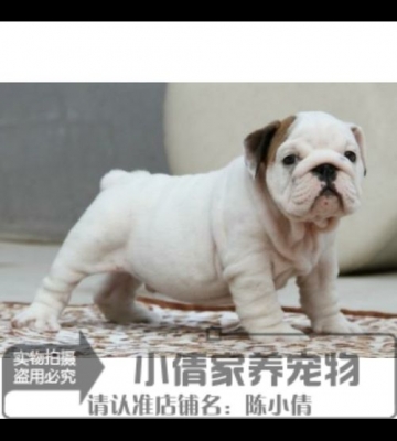 英国斗牛犬幼犬怎么训练不咬人