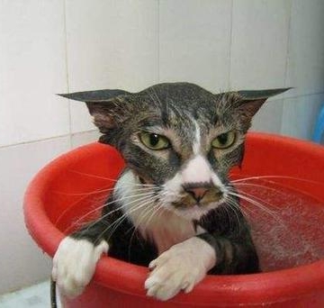 给猫洗澡用什么东西怎么回事