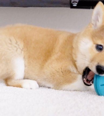 训练柴犬咬