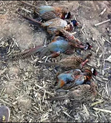 怎么训练猎犬晚上抓野鸡