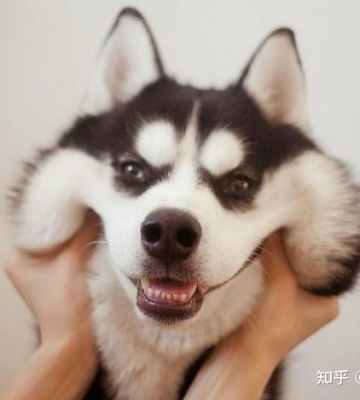 喂养哈士奇需要几样什么东西