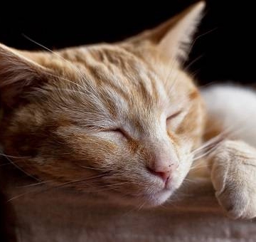猫贫血不吃东西怎么办