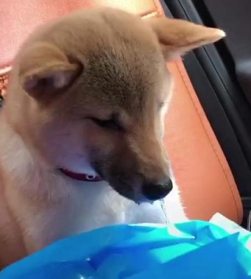 狗一直流口水不吃东西