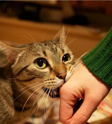 小猫为什么喜欢咬东西怎么办