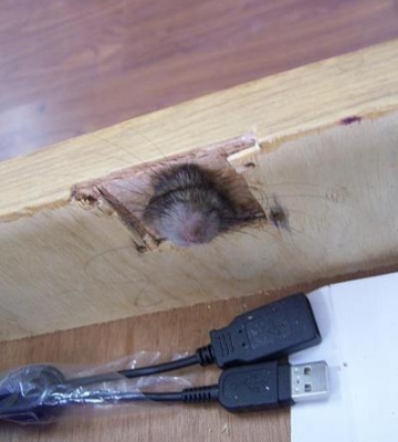 狗吃了老鼠胶上的东西怎么办