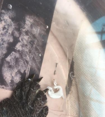 乌龟吐白色的硬东西怎么办