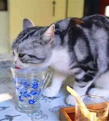 小猫咪不吃东西只喝水怎么办