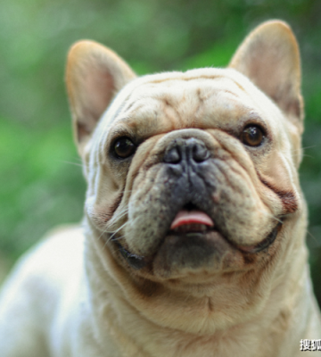 斗牛犬喜欢咬东西怎么办