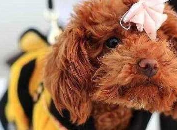 泰迪幼犬吃东西后吐怎么办