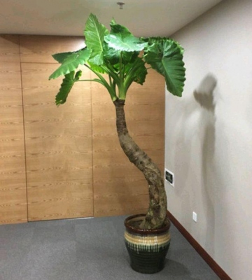 滴水观音水培注意事项