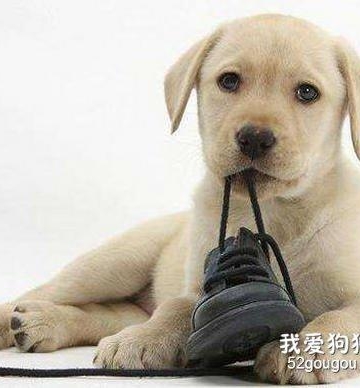 一个半月小狗咬东西