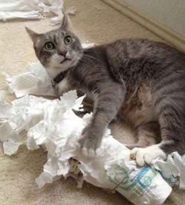 猫咪破坏东西怎么办
