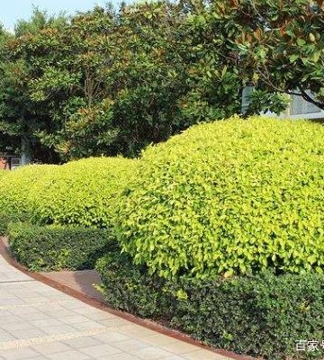 黄金垂榕怎么栽培