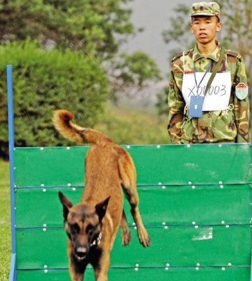 昆明训练犬学校