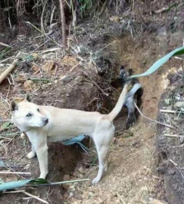 洞猎犬怎么训练