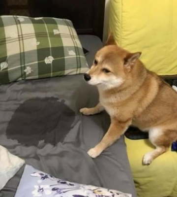 防止狗狗尿床的东西