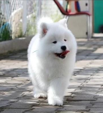 怎么训练幼犬的萨摩耶