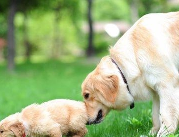 幼犬不吃东西又吐又拉怎么办