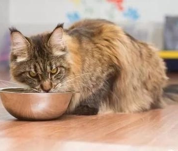猫咪身体僵硬不吃东西