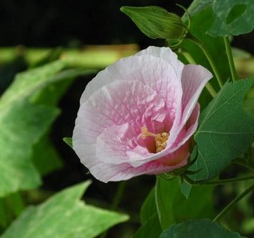 芙蓉花图片和栽培技术