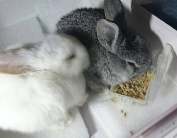 兔子没有精神不吃东西怎么办