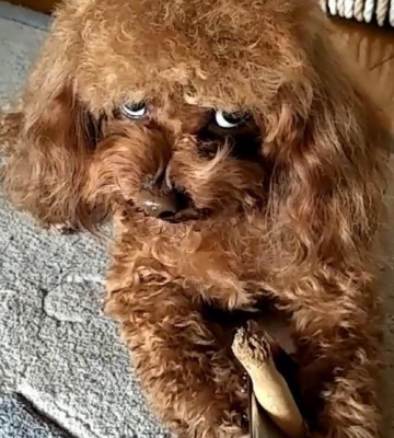 小泰迪50天喜欢咬东西怎么办