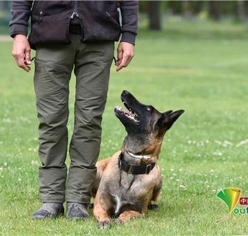 小牧羊犬训练教程