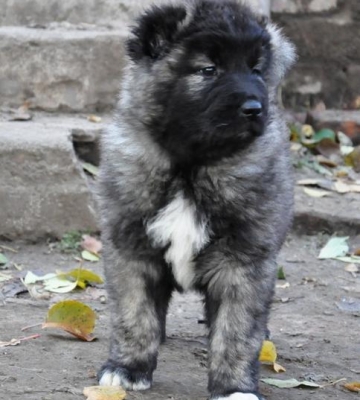 高加索幼犬怎么训练它