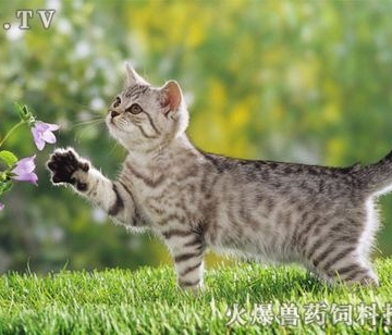 怎么样训练猫听话