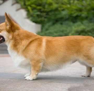 柯基犬的服从性训练攻略