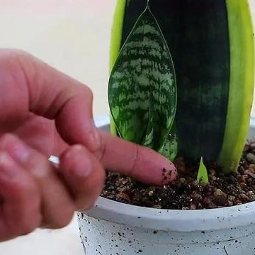 虎尾兰繁殖方法