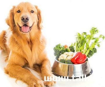 狗狗总半夜吃东西怎么回事