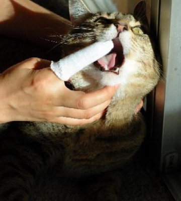 小猫口臭不吃东西喜欢睡觉