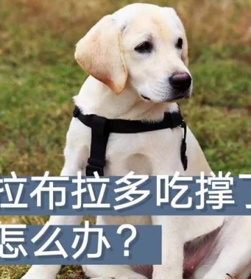拉布拉多吃坏了的东西怎么办