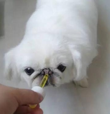 狗狗吃了驱虫药后不吃东西了怎么办