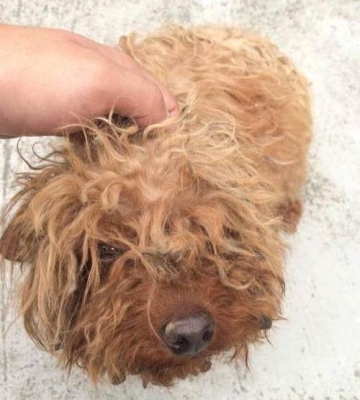 泰迪犬腿受伤了不肯吃东西