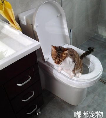 猫训练上厕所