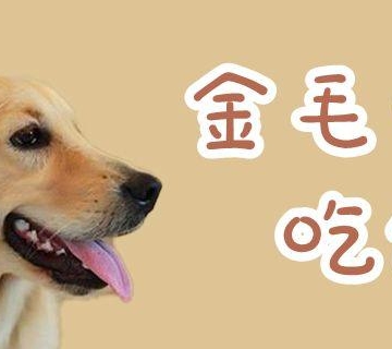 小金毛肠炎吃什么东西怎么办