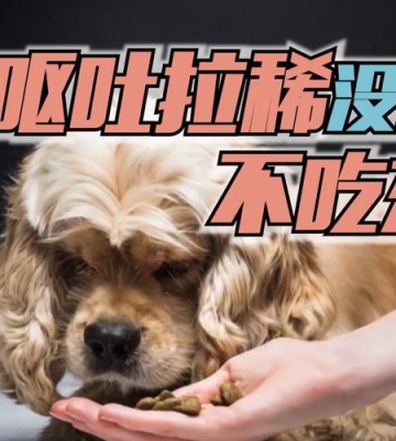 狗狗吐了要吃东西