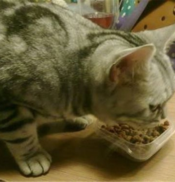宠物猫不吃东西怎么办