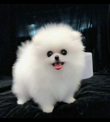 博美幼犬总咬坏东西怎么办