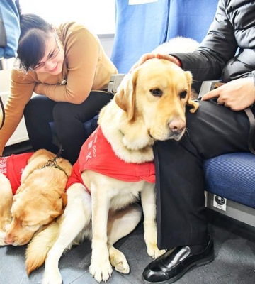 导盲犬的训练过程