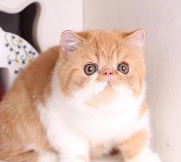 养加菲猫需要什么东西