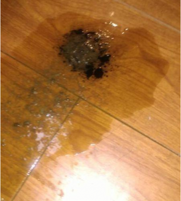 新养的狗狗吃了东西吐