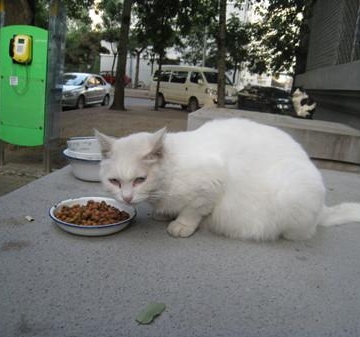 猫精神很好 太吃东西太少
