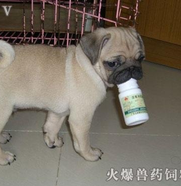 巴哥不吃东西拉肚子怎么办