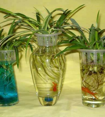 水培盆栽的种植方法