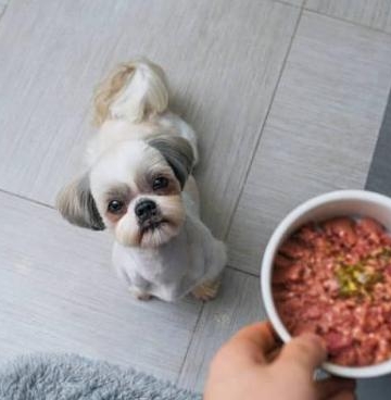狗三个月能吃什么东西怎么回事