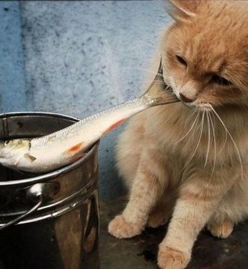 猫偷吃东西怎么办